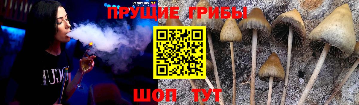 Ковров  Псилоцибиновые грибы Psilocybine cubensis  Вход с VPN 